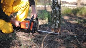 Grass Overseeding in Web, AL